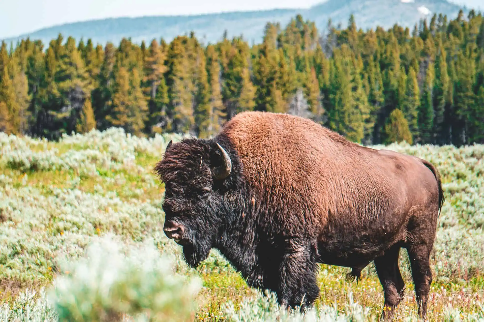 buffalo in the wild