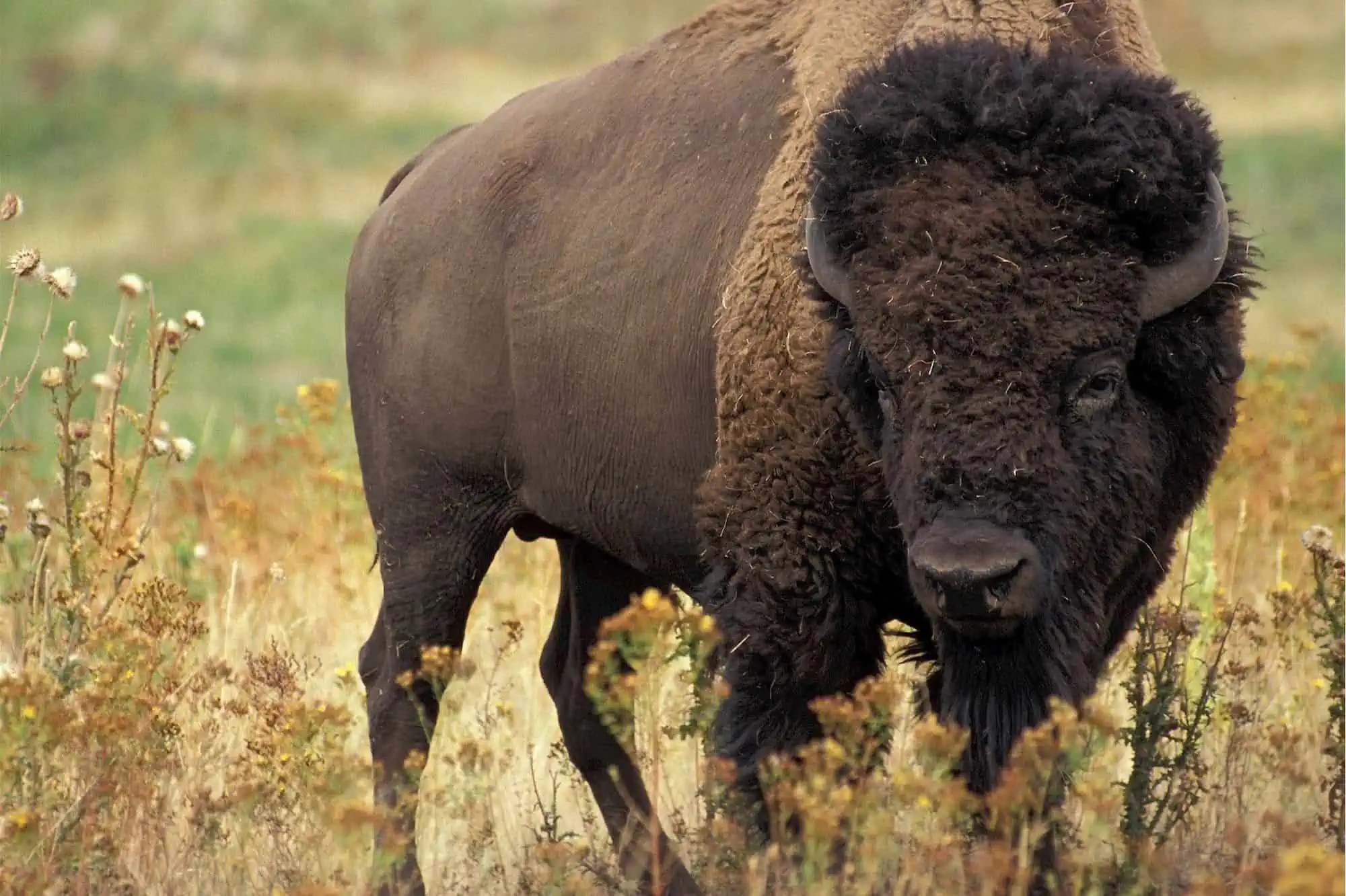a buffalo in a field