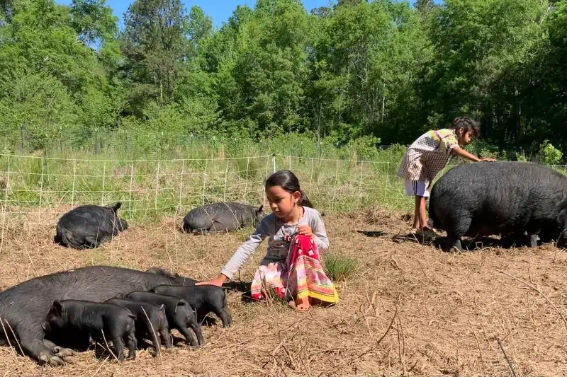 young girl by a pig while her piglets are eating