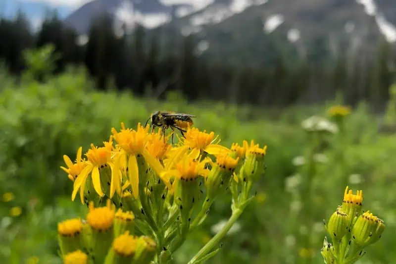 bumble bee on a flower in the park