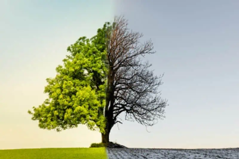 a tree half in summer and half in winter